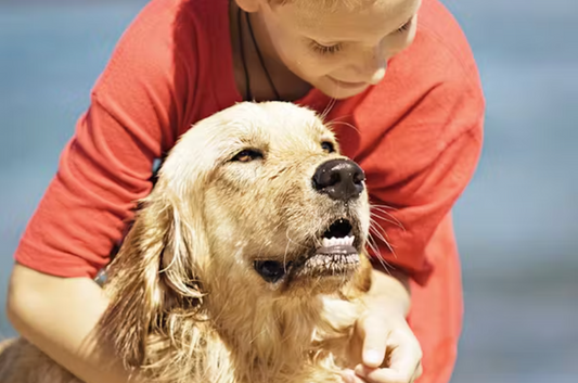 Keeping Our Paws Safe: Why Dog Safety is Non-Negotiable for Every Aussie Pet Owner