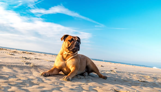 More Than Just Good Behaviour: Hidden Dangers and Everyday Dog Safety