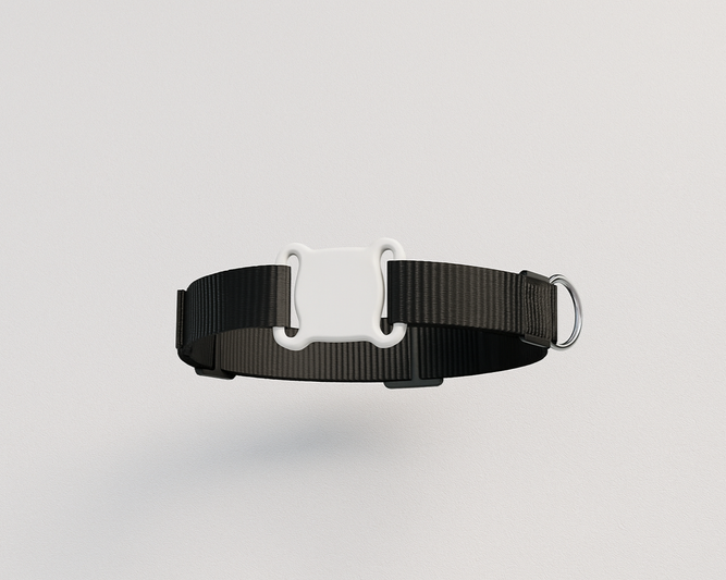 Chase and Co Smart Collar