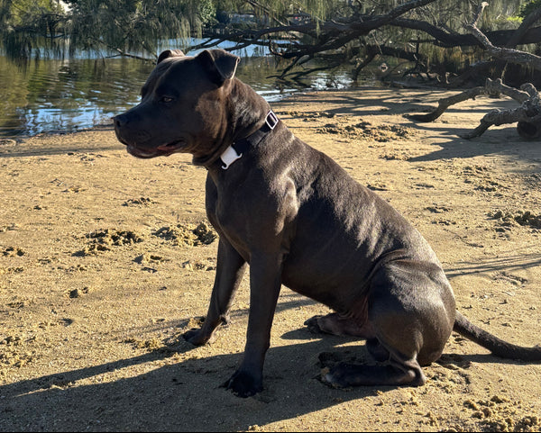 Chase and Co Smart Collar