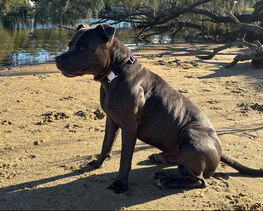 Chase and Co Smart Collar